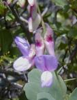 wild pea