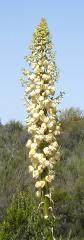 yucca plant