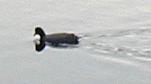 Coot