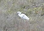 Snowy egret
