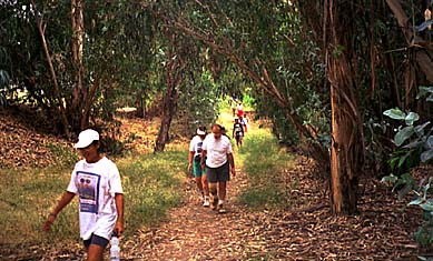 Eucalyptus Trees by the Stream