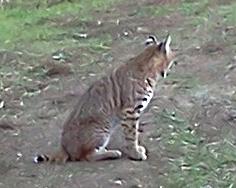 Bobcat