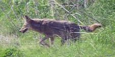 Coyote