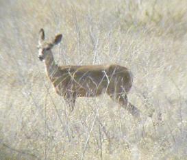 Deer