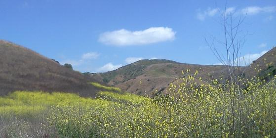 View of Gilman Peak from Easy Street.
The yellow flowers are mustard, which is in full bloom around May 1.