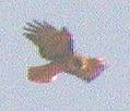 Hawk