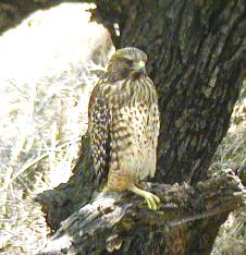 Hawk