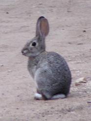 Rabbit